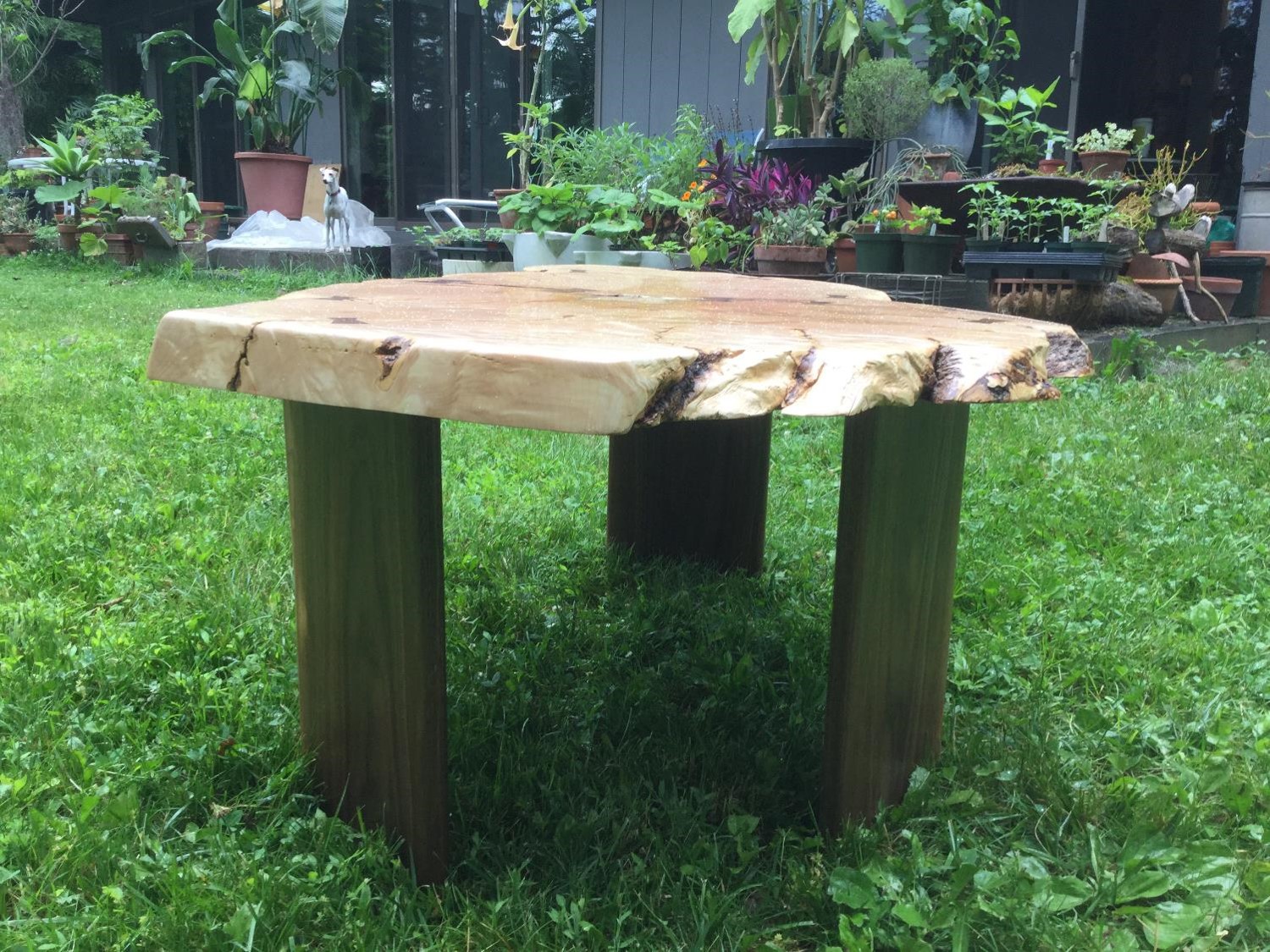 Japanese Maple Coffee Table